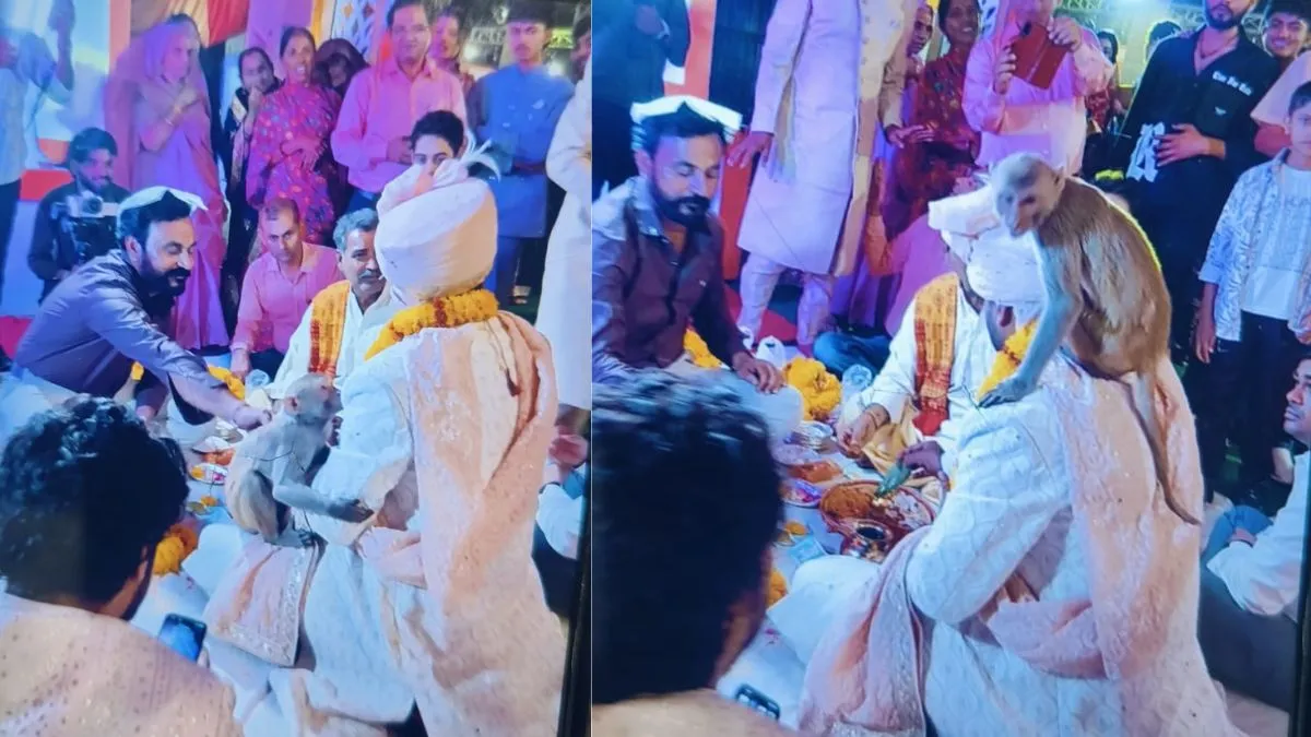 बारात के स्वागत में उतरा बंदर, द्वारचार की पूजा के दौरान दूल्हे की गोद और कंधे पर बैठकर देने लगा आशीर्वाद