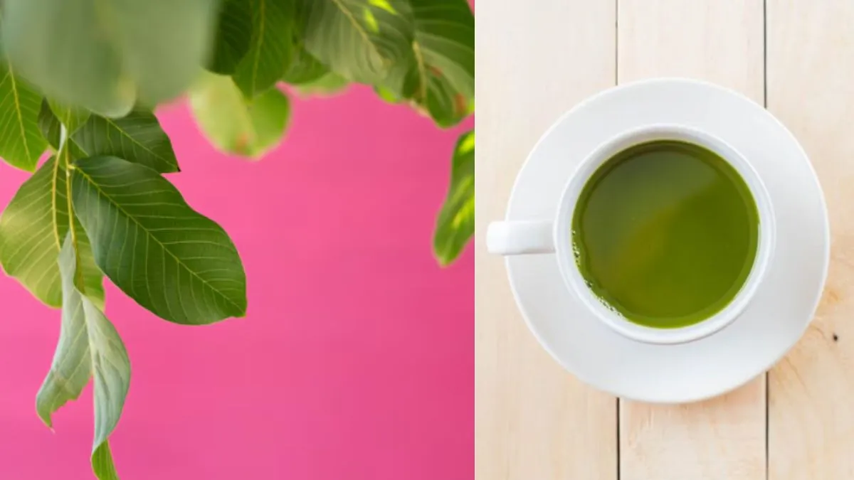 गैस और कब्ज की समस्या से छुटकारा दिलाएगी अमरूद के पत्तों की की चाय, रोजाना पीने से मिलेंगे ये कमाल के फायदे