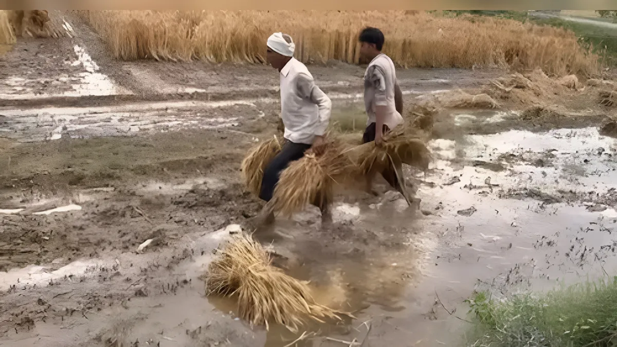 पकी-पकाई फसल पर फिरा पानी! बेमौसम बारिश ने 2.49 लाख हेक्टेयर में मचाई तबाही, गेहूं को सबसे ज्यादा नुकसान