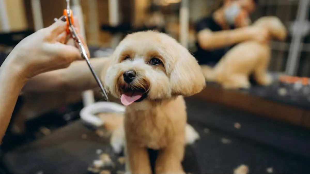 पालतू जानवरों की देखभाल में पानी की तरह पैसा बहा रहे Gen Z, तेजी से बढ़ रहा Pet Care सेक्टर