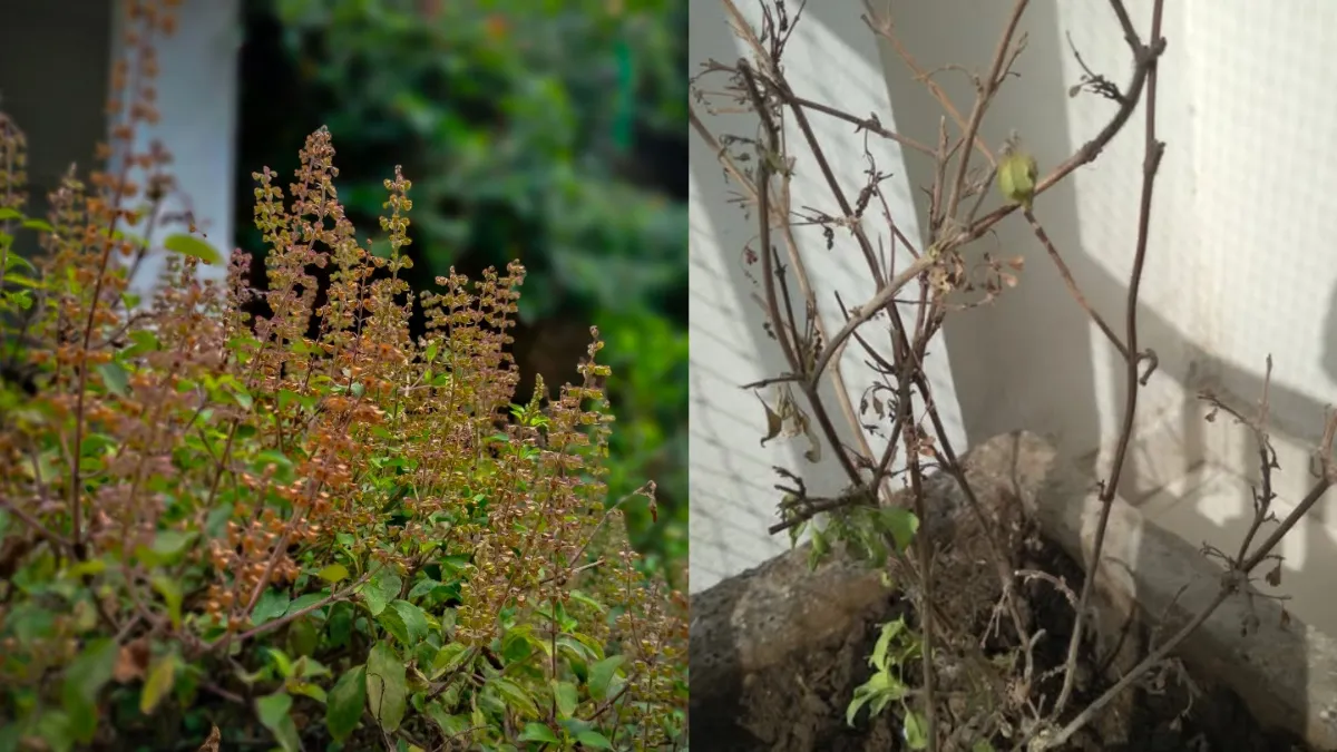 तपती गर्मी में सूखकर झड़ने लगा है तुलसी का पौधा? आजमाएं देखभाल के ये तरीके, हरी पत्तियों से भर जाएगा गमला