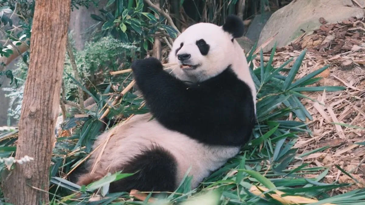 सोने में उस्ताद है ये क्यूट सा जानवर! खाते-पीते भी ले लेता है झपकी