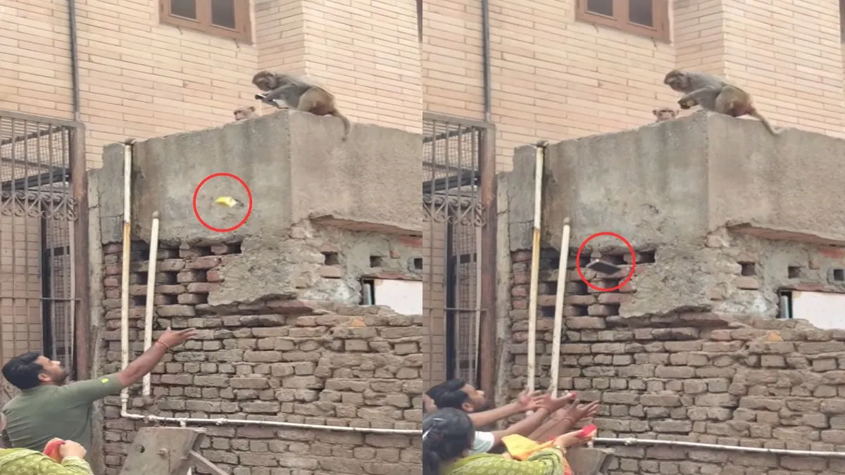 ये देखो बंदर का कारनामा, खाना लेने के लिए छीन लिया शख्स का फोन