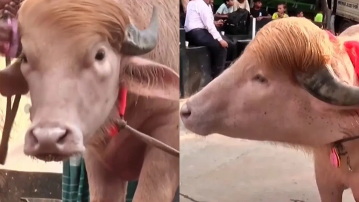 700 किलो के इस भैंसे में ऐसा क्या है जो इतना छाया हुआ है, Video हो रहा है खूब वायरल