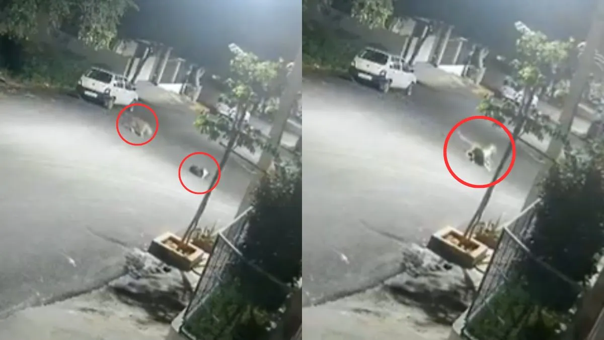 सो रहे कुत्ते पर तेंदुए ने किया हमला, आगे जो हुआ वो जानने के लिए देखिए वायरल Video